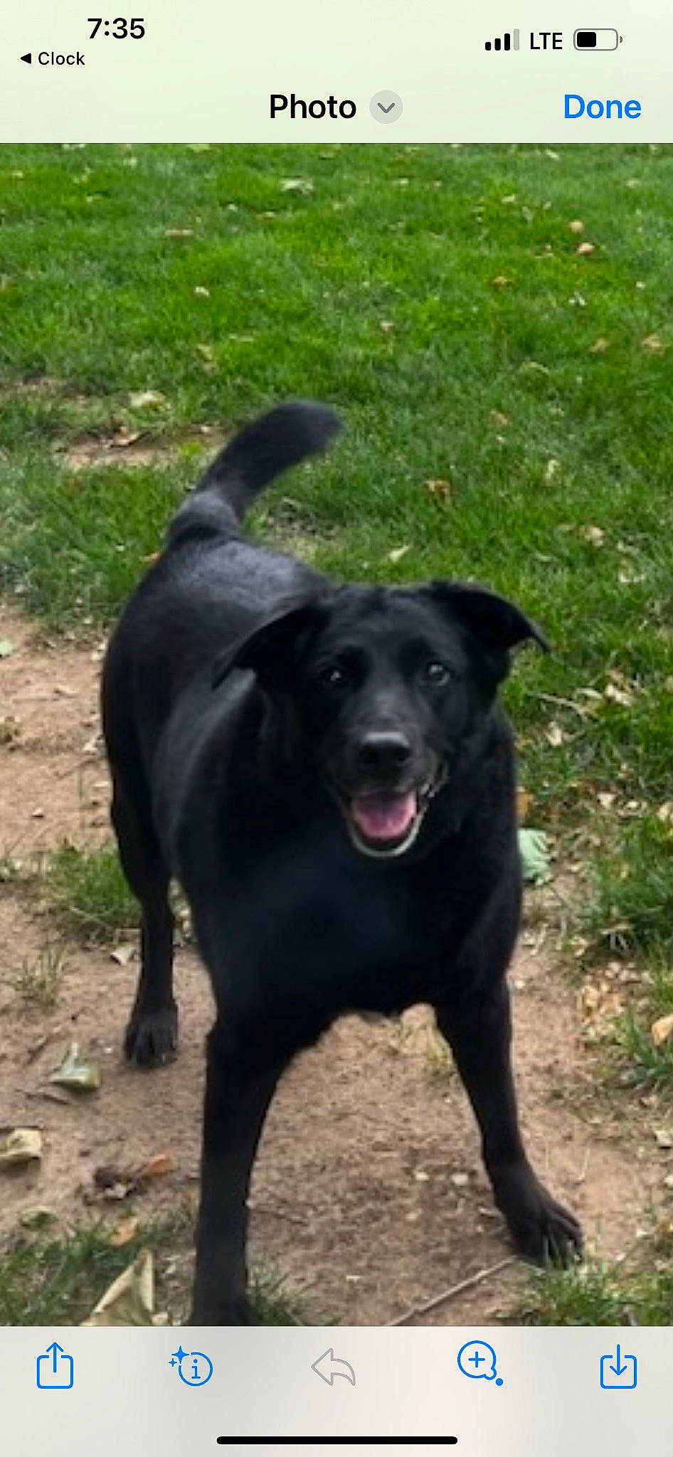 Bernie is registered to the contest to win money with this photo: borador, canidae, carnivore, collar, companion_dog, dog, dog_breed, dog_collar, grass, gun_dog, hunting_dog, labrador_retriever, snout, soil, sporting_group, tail, terrestrial_animal, working_animal, working_dog