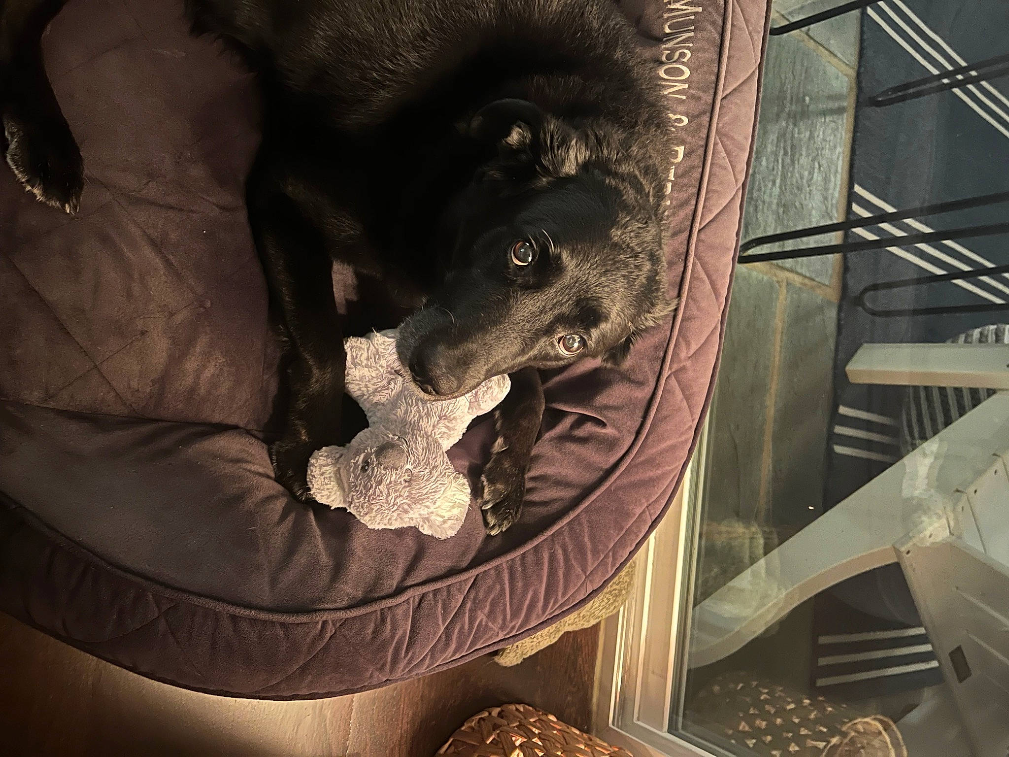 Bernie is registered to the contest to win money with this photo: automotive_tire, canidae, carnivore, chair, comfort, companion_dog, couch, darkness, dog, dog_breed, foot, fur, human_leg, metal, snout, sporting_group, terrestrial_animal, tints_and_shades, wood, working_animal