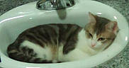 Timothy is registered to the contest to win money with this photo: basin, bathroom, cat, countertop, curled_up, cute, faucet, feline, granite_countertop, indoor, pet, plumbing, reflection, resting, sink, sleepy, tabby, tiled_wall, whiskers, white_fur