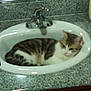 Timothy is registered to the contest to win money with this photo: cat, sink, bathroom, faucet, countertop, granite_countertop, pet, feline, curled_up, resting, indoor, cute, sleepy, white_fur, tabby, whiskers, basin, plumbing, reflection, tiled_wall