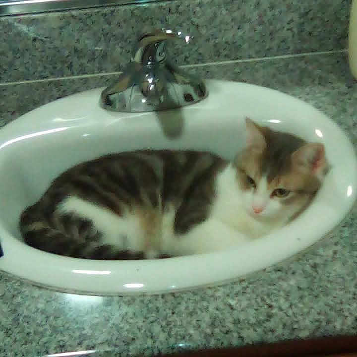 Timothy is registered to the contest to win money with this photo: cat, sink, bathroom, faucet, countertop, granite_countertop, pet, feline, curled_up, resting, indoor, cute, sleepy, white_fur, tabby, whiskers, basin, plumbing, reflection, tiled_wall