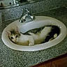 Timothy joined the competition — help win amazing prizes! bathroom, cat, countertop, curious_eyes, cute, domestic_cat, faucet, feline, granite_countertop, home, indoor, lying_down, mirror, paws, pet, porcelain, relaxed, sink, tabby, white