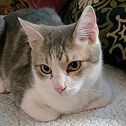 Timothy is registered to the contest to win money with this photo: cat, feline, pet, close_up, portrait, indoor, fur, white_fur, gray_fur, whiskers, eyes, ears, paw, blanket, cushion, resting, cute, curious, living_room, upholstery