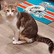 Timothy joined the competition — help win amazing prizes! animal, cat, curious, domestic_cat, ears, floor, fur, home, indoor, looking, miami_dolphins, pet, rug, sitting, sports, tabby, tail, whiskers, white_paws, wood_floor