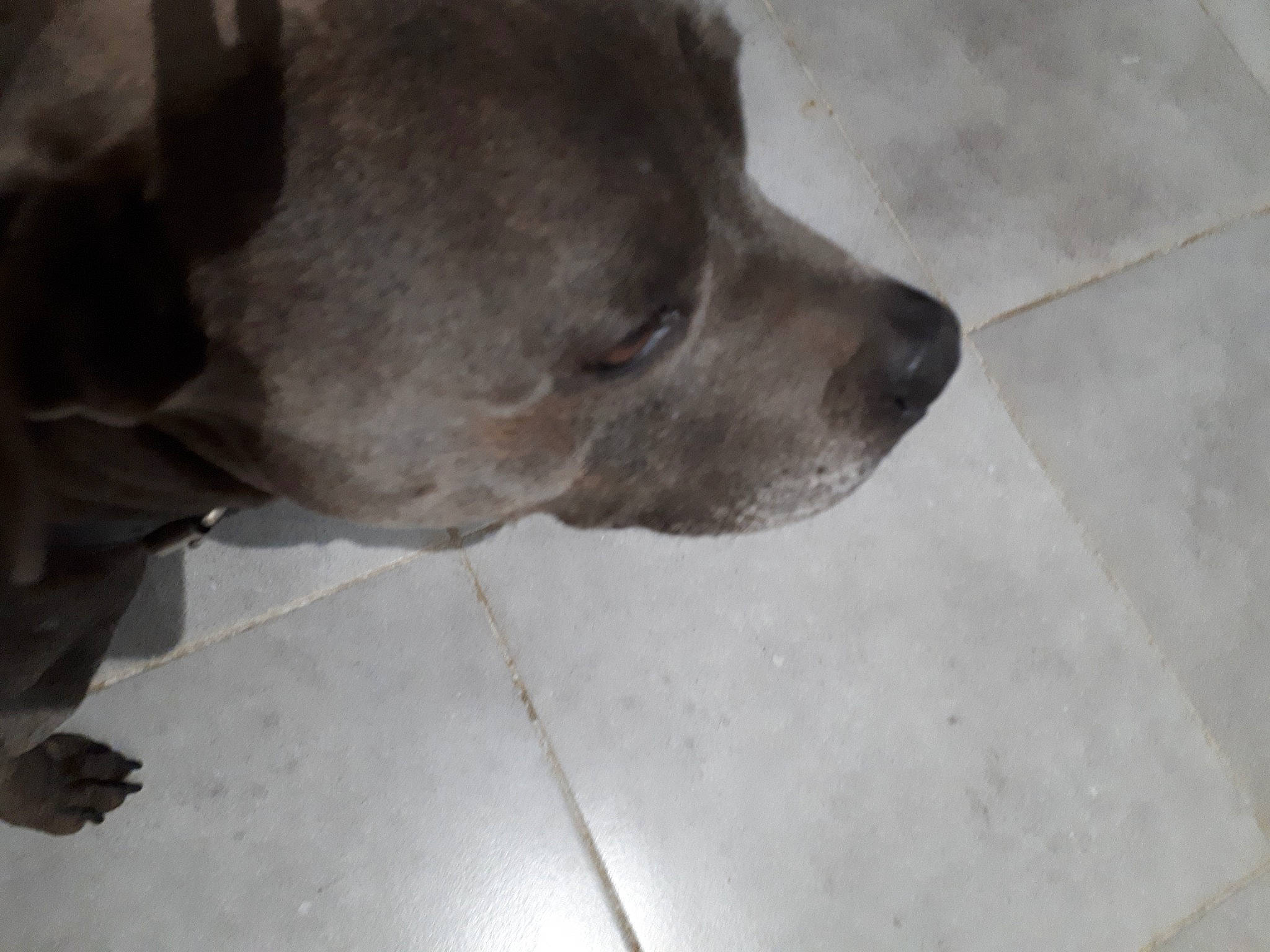 Jumper participe au concours pour gagner de l'argent avec cette photo : canidae, carnivore, companion_dog, concrete, dog, dog_breed, fawn, flooring, fur, grey, non_sporting_group, snout, sporting_group, street_dog, terrestrial_animal, tile, whiskers, working_animal