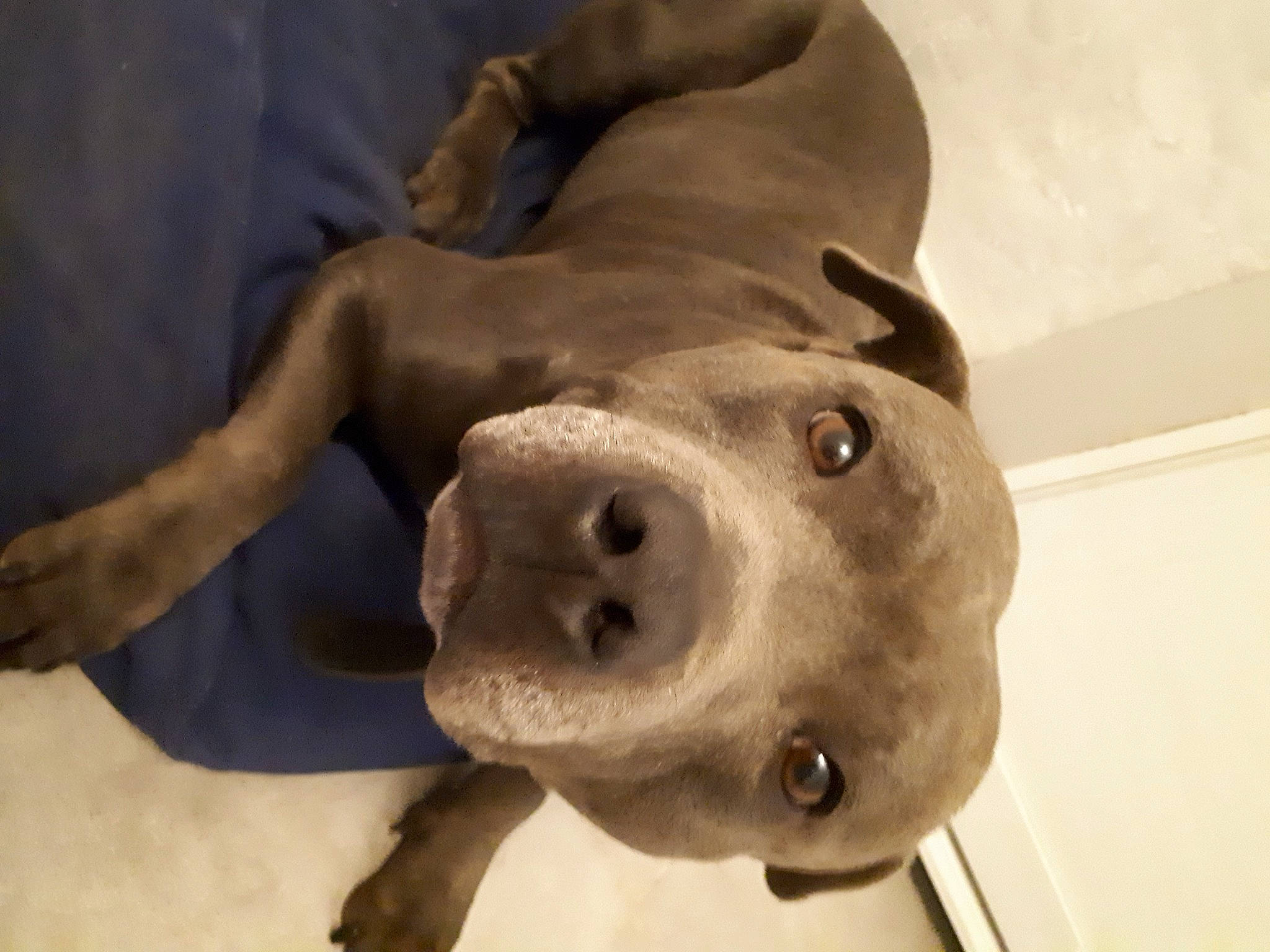 Jumper a rejoint le concours — aidez-le/la à gagner de superbes lots ! art, artifact, canidae, carnivore, companion_dog, dog, dog_breed, ear, fawn, fur, jaw, metal, sculpture, snout, sporting_group, statue, terrestrial_animal, whiskers, working_animal, wrinkle