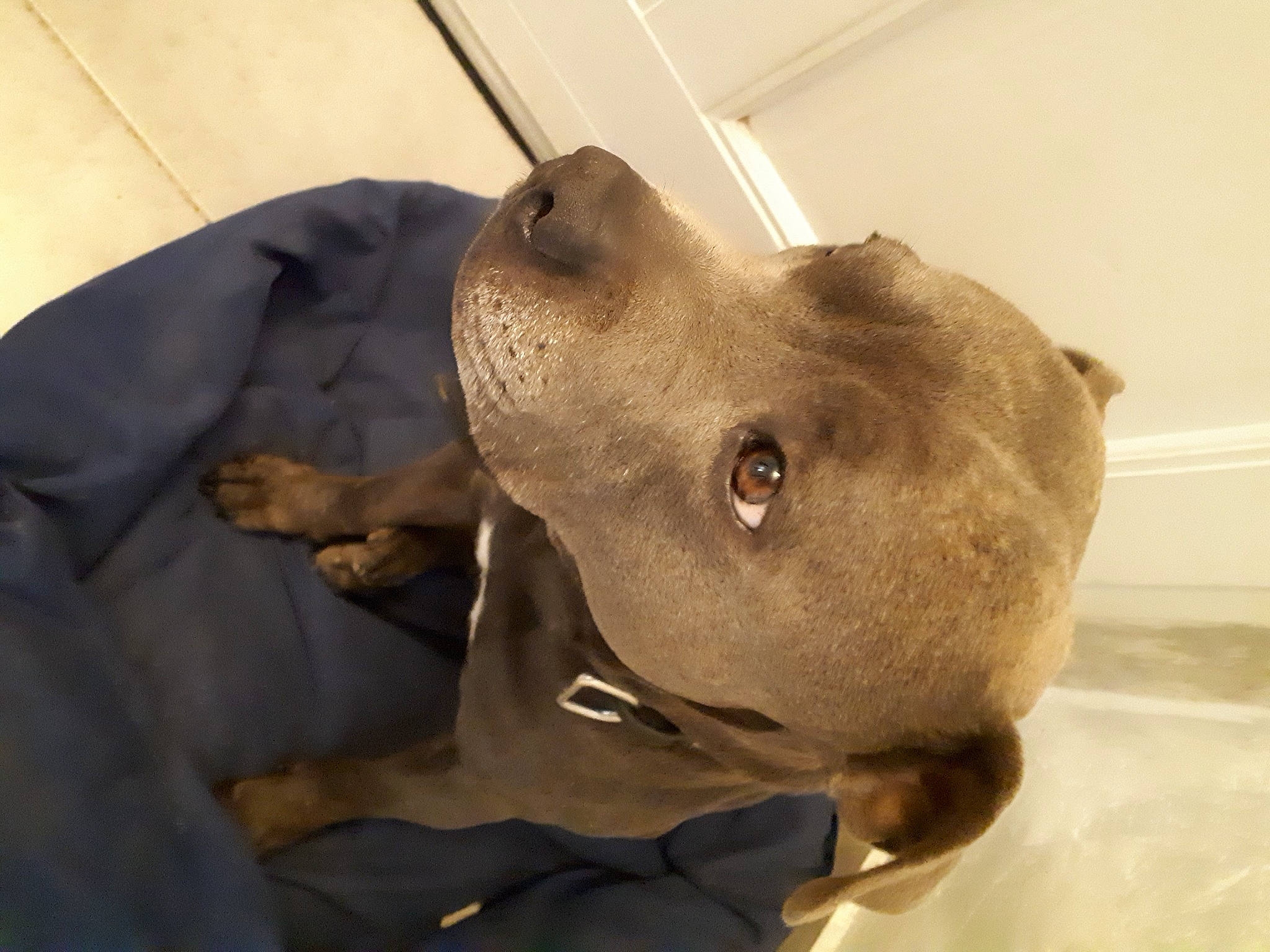 Jumper participe au concours pour gagner de l'argent avec cette photo : canidae, carnivore, collar, companion_dog, dog, dog_breed, dog_collar, ear, fawn, fur, liver, non_sporting_group, pet_supply, sculpture, snout, sporting_group, terrestrial_animal, throat, whiskers, working_animal