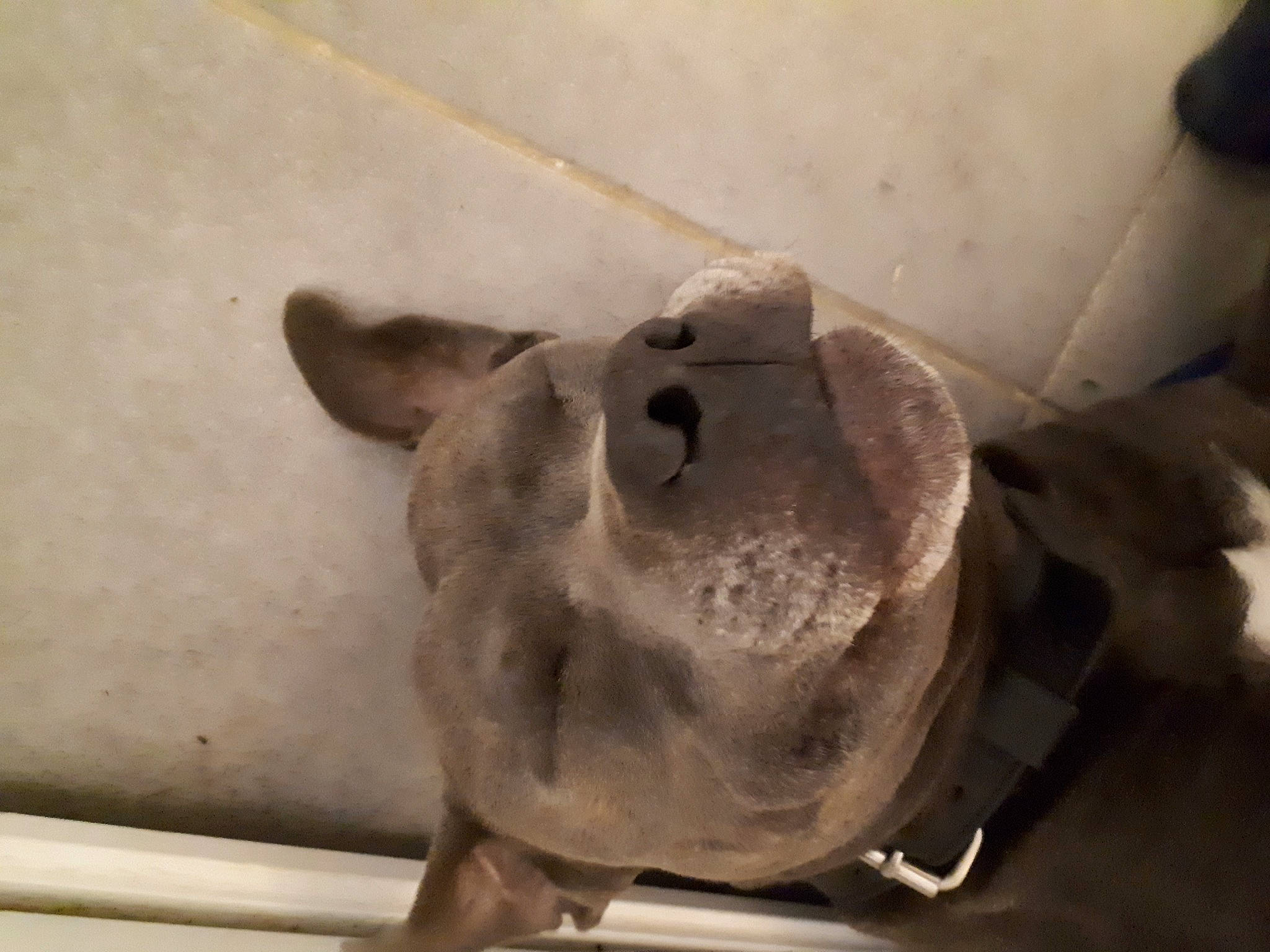 Jumper participe au concours pour gagner de l'argent avec cette photo : anthropology, art, artifact, bone, carving, ceiling, ceramic, clay, fawn, jaw, metal, pottery, rock, sculpture, serveware, snout, still_life_photography, visual_arts, whiskers, wood