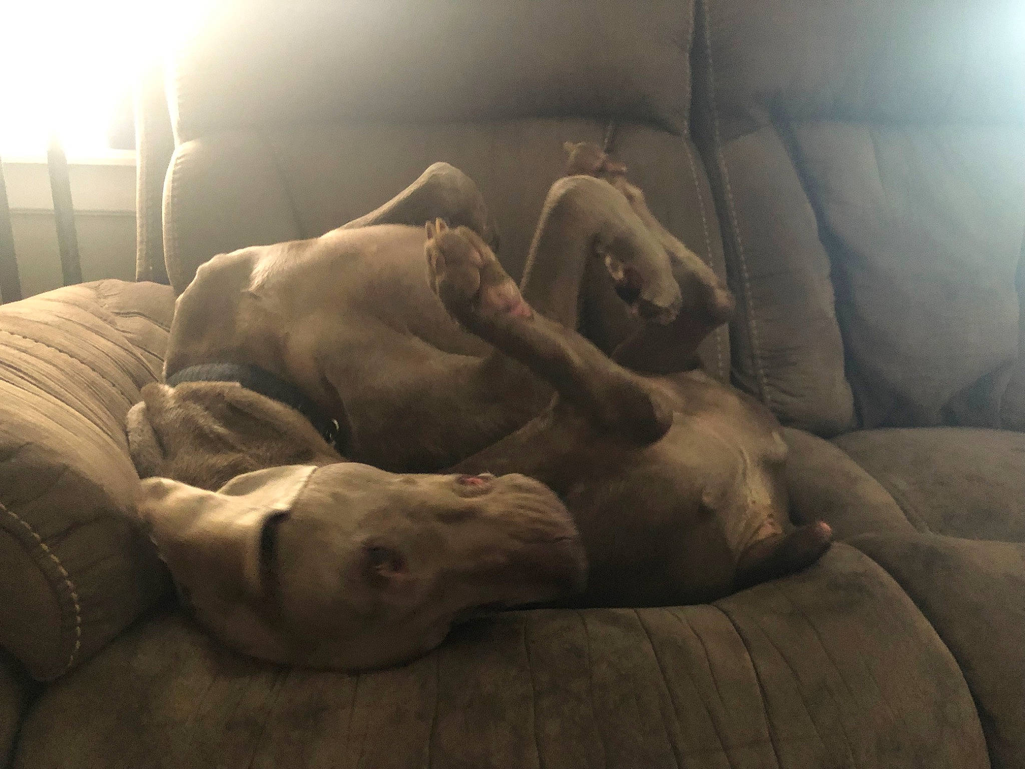 Axel joined the competition — help win amazing prizes! canidae, comfort, fawn, flesh, muscle, nap, non_sporting_group, sporting_group