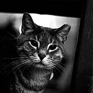 Mjolnir is registered to the contest to win money with this photo: animal, black_and_white, cat, close_up, curious, domestic_cat, ears, eyes, face, feline, focus, fur, indoor, mammal, pet, portrait, sitting, texture, whiskers, wood