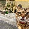 Archimede a rejoint le concours — aidez-le/la à gagner de superbes lots ! animal, cat, close_up, curious, cute, feline, green_eyes, moss, outdoor, pet, playful, red_collar, sidewalk, stone, street, tabby, tongue_out, urban, whiskers, yellow_wall