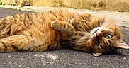 Archimede a rejoint le concours — aidez-le/la à gagner de superbes lots ! animal, asphalt, cat, close_up, curious, daylight, feline, fluffy, fur, ginger_cat, green_eyes, lying_down, nature, outdoor, pet, relaxed, road, sunny, whiskers, yellow_wall
