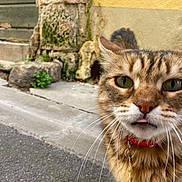 Archimede participe au concours pour gagner de l'argent avec cette photo : animal, cat, closeup, collar, curious, cute, fur, green_eyes, moss, outdoor, pet, sidewalk, stone, street, tabby, texture, tongue, urban, whiskers, yellow_wall