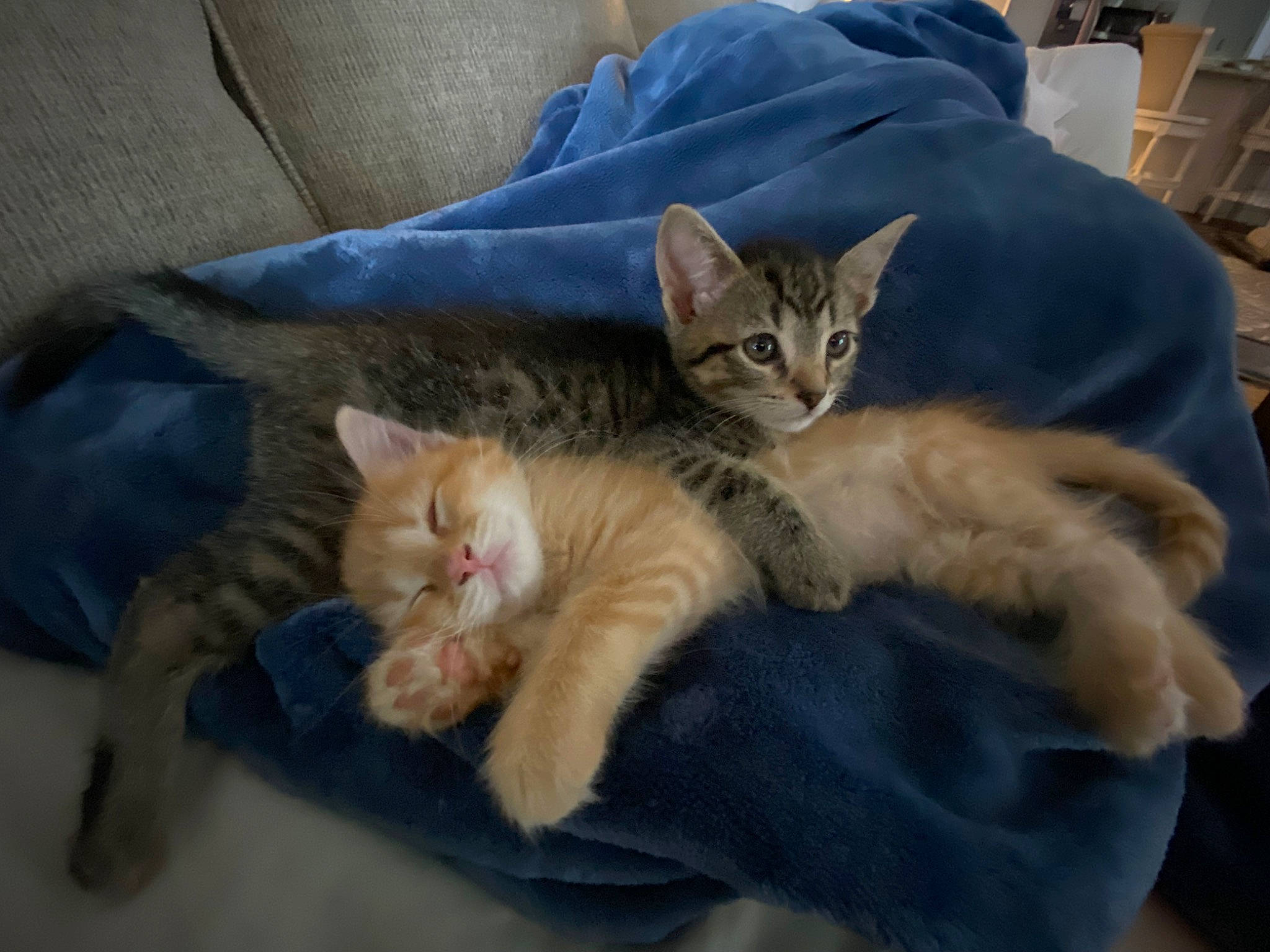 Brady joined the competition — help win amazing prizes! bed, carnivore, cat, cat_bed, claw, comfort, domestic_short_haired_cat, fawn, felidae, fur, nap, paw, small_to_medium_sized_cats, snout, tail, whiskers