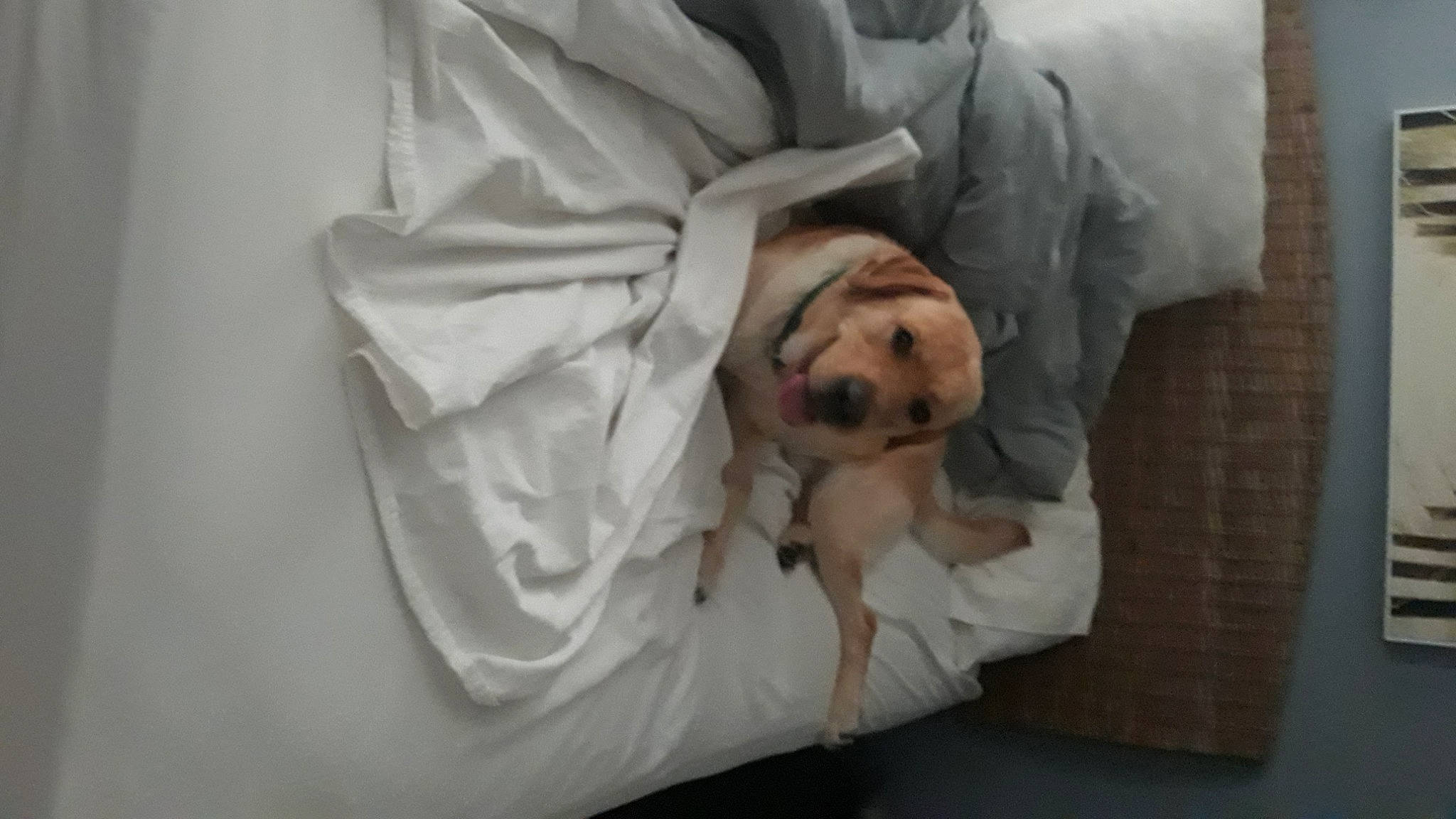 Jude is registered to the contest to win money with this photo: bed_sheet, bedding, bedtime, blanket, canidae, carnivore, child, comfort, companion_dog, dog, dog_breed, fur, grey, linens, nap, room, sitting, sleep, sleeve, sporting_group