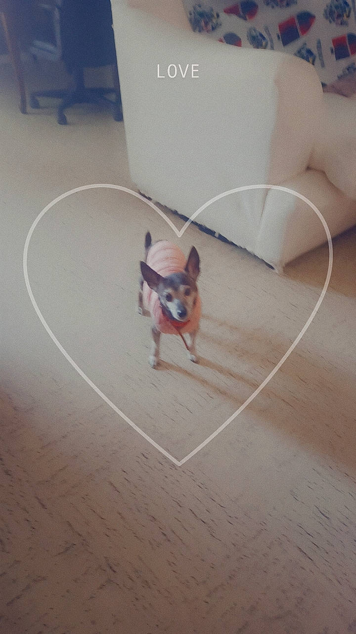 Pepette a rejoint le concours — aidez-le/la à gagner de superbes lots ! art, canidae, carnivore, companion_dog, dog, dog_breed, electric_blue, fashion_accessory, fawn, floor, flooring, hardwood, non_sporting_group, paper_product, sporting_group, tail, toy_dog, visual_arts, wood, working_animal