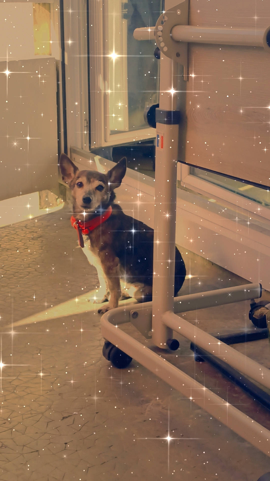 Pepette participe au concours pour gagner de l'argent avec cette photo : canidae, carnivore, collar, companion_dog, dog, dog_breed, dog_collar, dog_supply, door, fawn, flooring, guard_dog, pet_supply, shadow, sporting_group, window, working_animal, working_dog