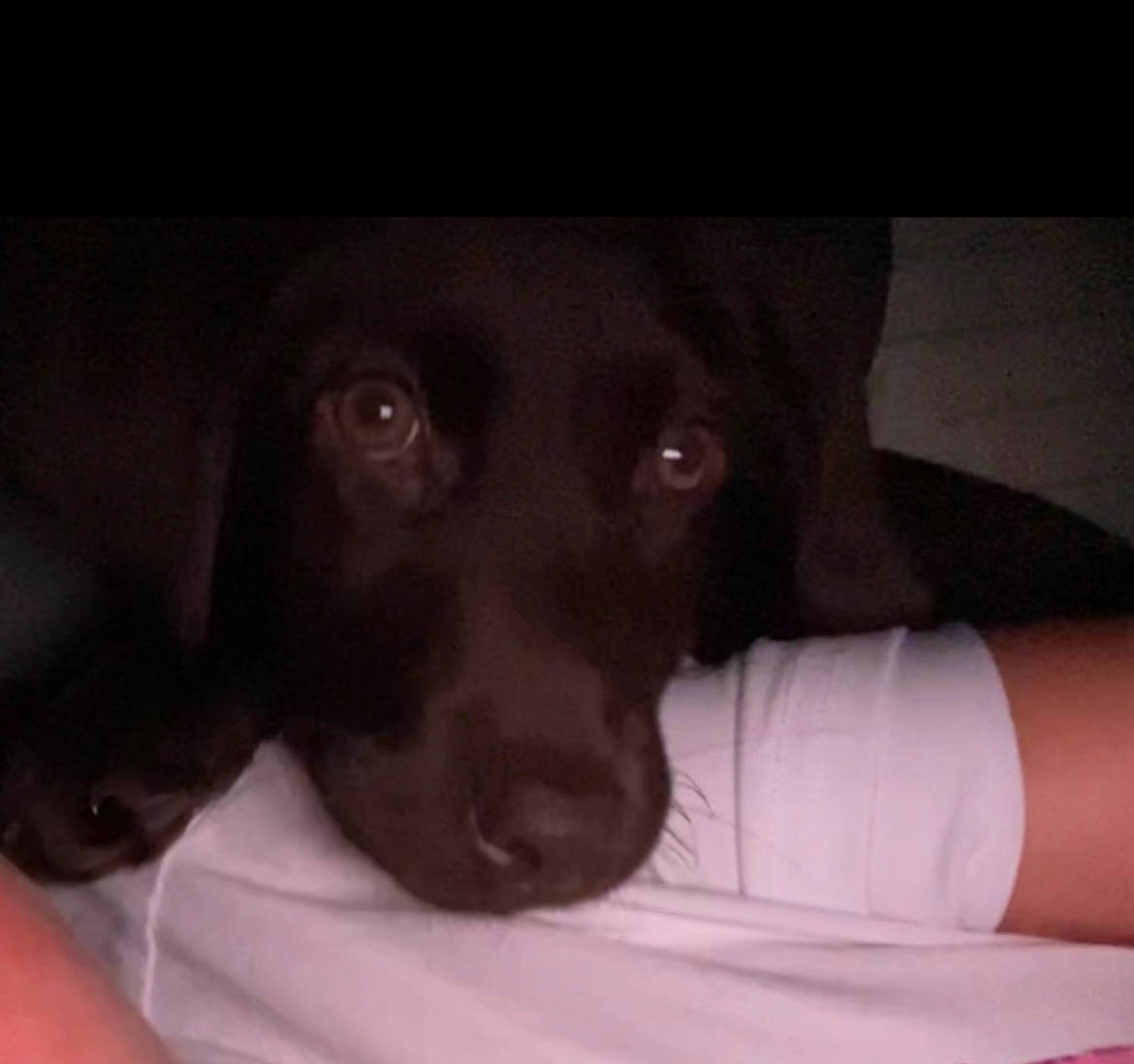 Malibu is registered to the contest to win money with this photo: borador, canidae, carnivore, comfort, companion_dog, darkness, dog, dog_breed, ear, fur, gun_dog, jaw, liver, pointing_breed, retriever, snout, sporting_group, whiskers, working_animal