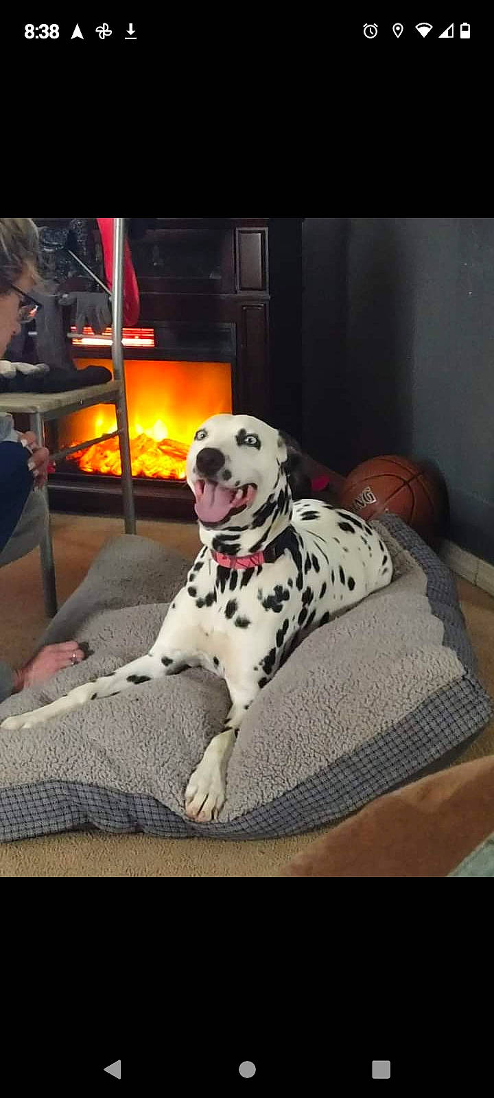 Akia joined the competition — help win amazing prizes! canidae, carnivore, comfort, companion_dog, couch, dalmatian, dog, dog_bed, dog_breed, dog_supply, flooring, great_dane, grey, linens, pattern, rectangle, sitting, snout, sporting_group, working_animal