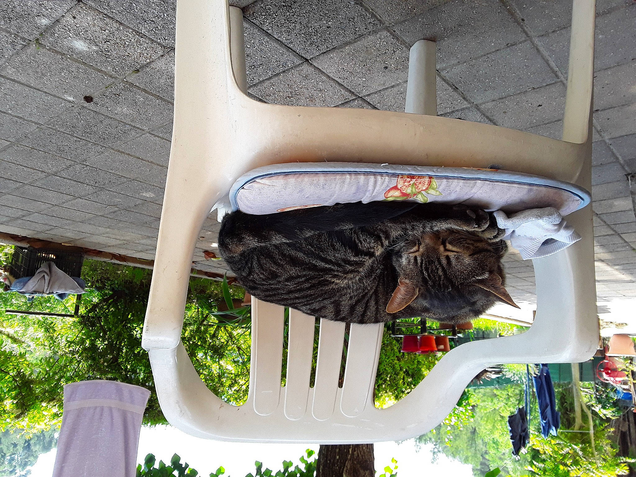 Gribouille a rejoint le concours — aidez-le/la à gagner de superbes lots ! automotive_exterior, automotive_tire, fender, fur, gas, grass, green, mammal, metal, motor_vehicle, natural_material, plant, sporting_group, tree, wood