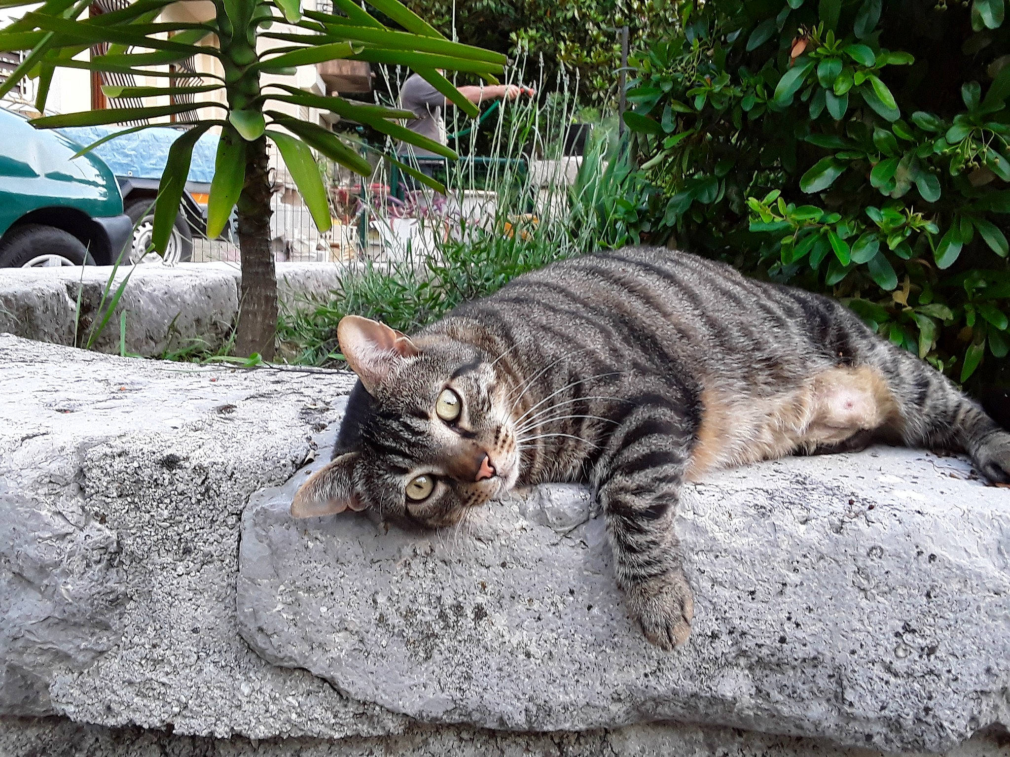 Gribouille a rejoint le concours — aidez-le/la à gagner de superbes lots ! asphalt, car, carnivore, cat, domestic_short_haired_cat, eye, felidae, fur, grass, paw, plant, road_surface, small_to_medium_sized_cats, snout, tail, terrestrial_animal, tire, wheel, whiskers, wood