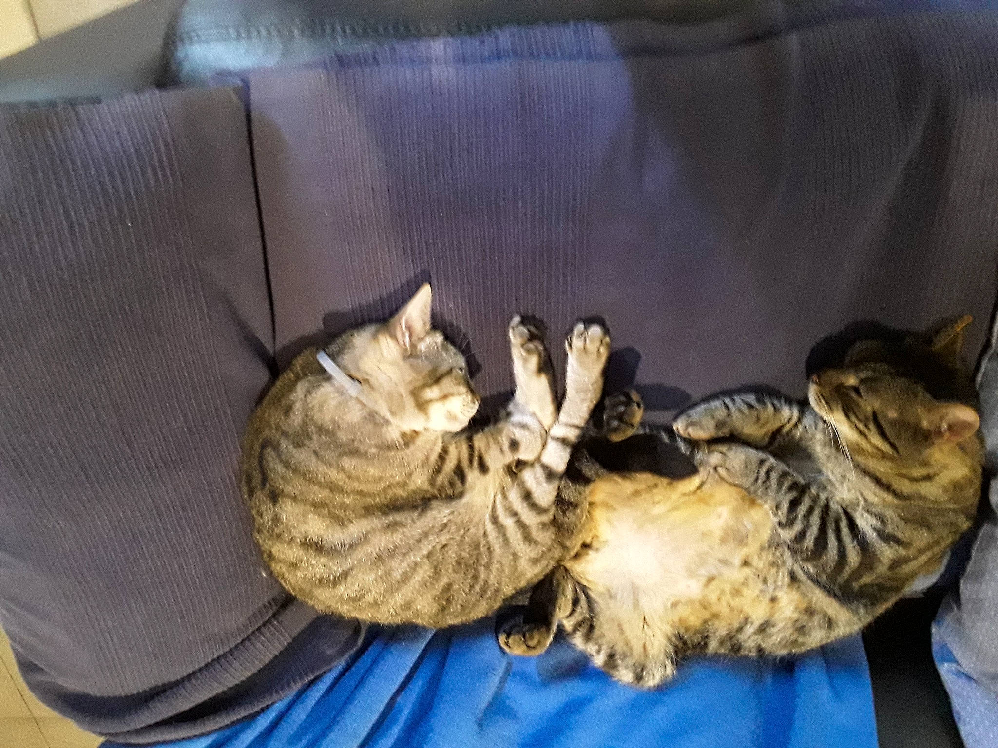 Gribouille participe au concours pour gagner de l'argent avec cette photo : bed, box, carnivore, cat, cat_bed, cat_supply, comfort, couch, domestic_short_haired_cat, felidae, fur, linens, room, small_to_medium_sized_cats, tail, terrestrial_animal, whiskers