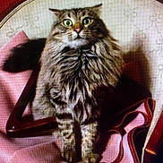 Junior joined the competition — help win amazing prizes! animal, cat, clothing, cozy, curious, cute, fabric, fluffy, furniture, furry, green_eyes, hanger, home, indoor, looking, pet, pink, portrait, sitting, tabby_cat