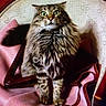 animal, cat, clothing, cozy, curious, cute, fabric, fluffy, furniture, furry, green_eyes, hanger, home, indoor, looking, pet, pink, portrait, sitting, tabby_cat
