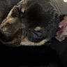 Scooter is registered to the contest to win money with this photo: animal, black_and_tan, close_up, couch, cozy, cute, dark_background, dog, fabric, floppy_ears, fur, indoors, nap, pet, photograph, portrait, relaxed, resting, sleeping, snout