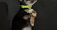 Scooter is registered to the contest to win money with this photo: animal, belly, black_and_tan, collar, couch, cute, dog, green_collar, indoor, lap, large_ears, living_room, lying_down, paws, person, pet, puppy, relaxed, small_dog, socks