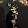 Scooter is registered to the contest to win money with this photo: animal, belly, black_and_tan, collar, couch, cute, dog, green_collar, indoor, lap, large_ears, living_room, lying_down, paws, person, pet, puppy, relaxed, small_dog, socks
