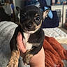 Scooter is registered to the contest to win money with this photo: animal, being_held, black_and_tan, blanket, chihuahua, close_up, cozy_room, cute, dog, floppy_paws, furniture, home, indoor, large_eyes, pet, photography, pointed_ears, portrait, puppy, small_dog