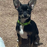 Scooter joined the competition — help win amazing prizes! alert, black_and_tan, brown_markings, carpet, companion_animal, cute, dog, front_facing, green_collar, home, indoor, pet, photography, portrait, puppy, short_hair, sitting, small_breed, upright_ears, white_chest