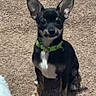 alert, black_and_tan, brown_markings, carpet, companion_animal, cute, dog, front_facing, green_collar, home, indoor, pet, photography, portrait, puppy, short_hair, sitting, small_breed, upright_ears, white_chest
