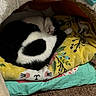 Kitkat joined the competition — help win amazing prizes! cat, sleeping, black_and_white, blanket, floral_pattern, indoor, cozy, cute, pet, fur, resting, small_space, covered, carpet, soft, animal, domestic, cute_pet, quiet, peaceful