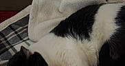 Kitkat joined the competition — help win amazing prizes! cat, black_and_white, sleeping, blanket, indoor, cozy, fur, pet, resting, comfort, couch, cup_holder, household, relaxing, domestic, animal, feline, nap, soft, quiet