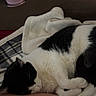 animal, black_and_white, blanket, cat, comfort, couch, cozy, cup_holder, domestic, feline, fur, household, indoor, nap, pet, quiet, relaxing, resting, sleeping, soft