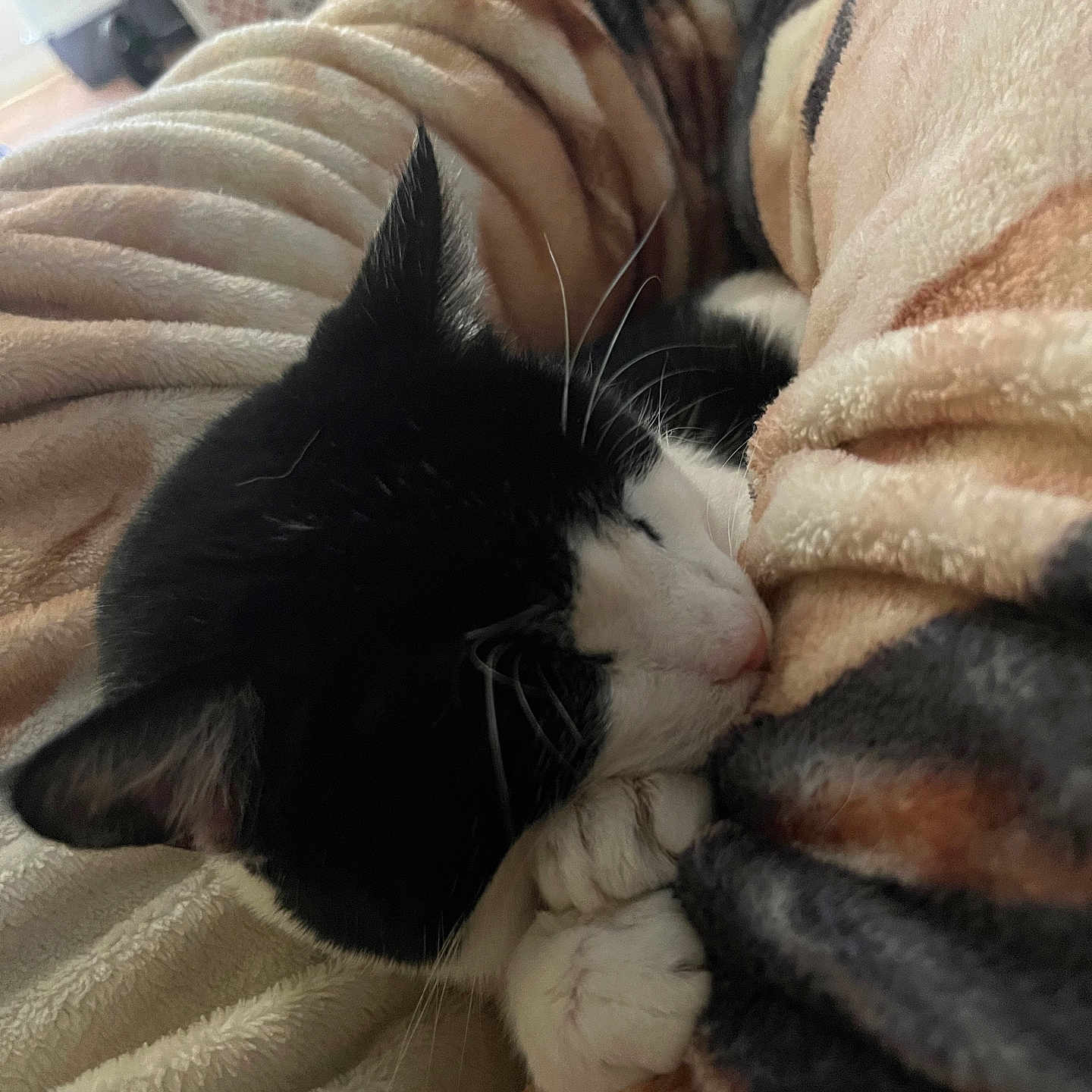 Kitkat
