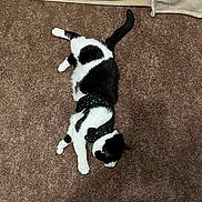 Kitkat joined the competition — help win amazing prizes! cat, black_and_white, feline, pet, carpet, indoor, harness, resting, lying_down, fur, animal, whiskers, tail, four_legs, domestic, cute, relaxed, collar, pattern, cosmic