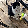 Kitkat joined the competition — help win amazing prizes! cat, black_and_white, toy, feathers, wood_floor, outdoor_furniture, deck, pet, curious, collar, mouse_toy, green_eyes, sitting, domestic_cat, playful, animal, floor, wood, looking_up, indoor_outdoor