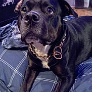 Shady is registered to the contest to win money with this photo: dog, black_dog, pet, canine, bed, plaid, blanket, collar, chain, indoor, animal, furniture, looking_up, close_up, portrait, domestic_animal, resting, cute, ears, fur