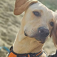 Appy participe au concours pour gagner de l'argent avec cette photo : beach, brown_eyes, calm_expression, canine, close_up, dog, ear, fur, harness, head, human_partial, jacket, nose, orange_harness, outdoor, pet, pet_owner, portrait, sand, sunlight