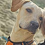 beach, brown_eyes, calm_expression, canine, close_up, dog, ear, fur, harness, head, human_partial, jacket, nose, orange_harness, outdoor, pet, pet_owner, portrait, sand, sunlight
