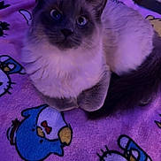 Fluffy is registered to the contest to win money with this photo: cat, fluffy_cat, blue_eyes, pet, indoor, blanket, hello_kitty, purple_light, cute, fur, animal, domestic_animal, resting, cozy, soft_texture, cartoon_characters, bedroom, feline, cute_pet, relaxed