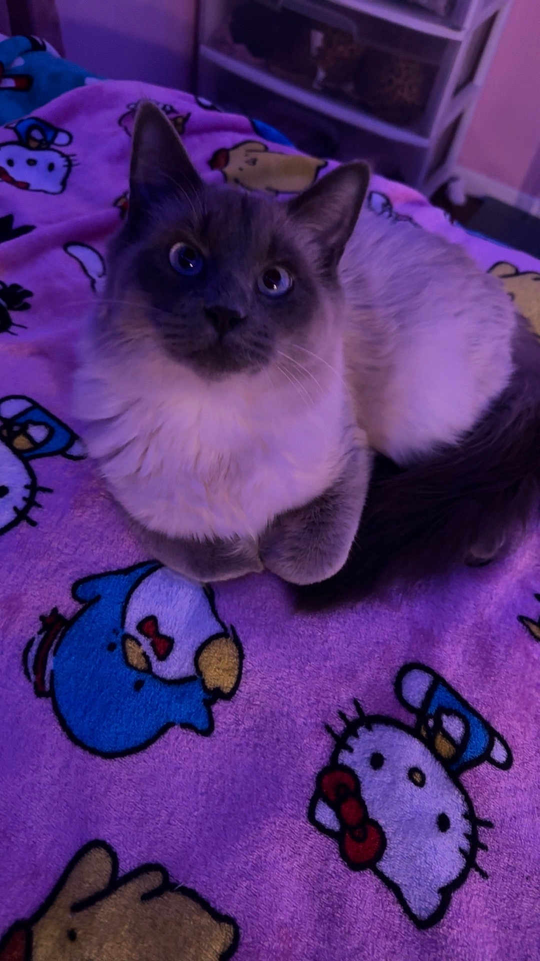 Fluffy is registered to the contest to win money with this photo: cat, fluffy_cat, blue_eyes, pet, indoor, blanket, hello_kitty, purple_light, cute, fur, animal, domestic_animal, resting, cozy, soft_texture, cartoon_characters, bedroom, feline, cute_pet, relaxed