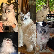 Sibelle a rejoint le concours — aidez-le/la à gagner de superbes lots ! cat, blue_eyes, fluffy_fur, indoor, outdoor, table, leafy_background, person_hand, close_up, portrait, sitting, collage, pet, domestic_animal, feline, cute, whiskers, collar, curious, soft_light