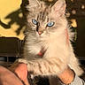 Sibelle a rejoint le concours — aidez-le/la à gagner de superbes lots ! cat, blue_eyes, fluffy, person, hand, arm, sunlight, shadow, yellow_wall, indoor, pet, feline, close_up, portrait, domestic_animal, animal, gentle, calm, warm_light, holding