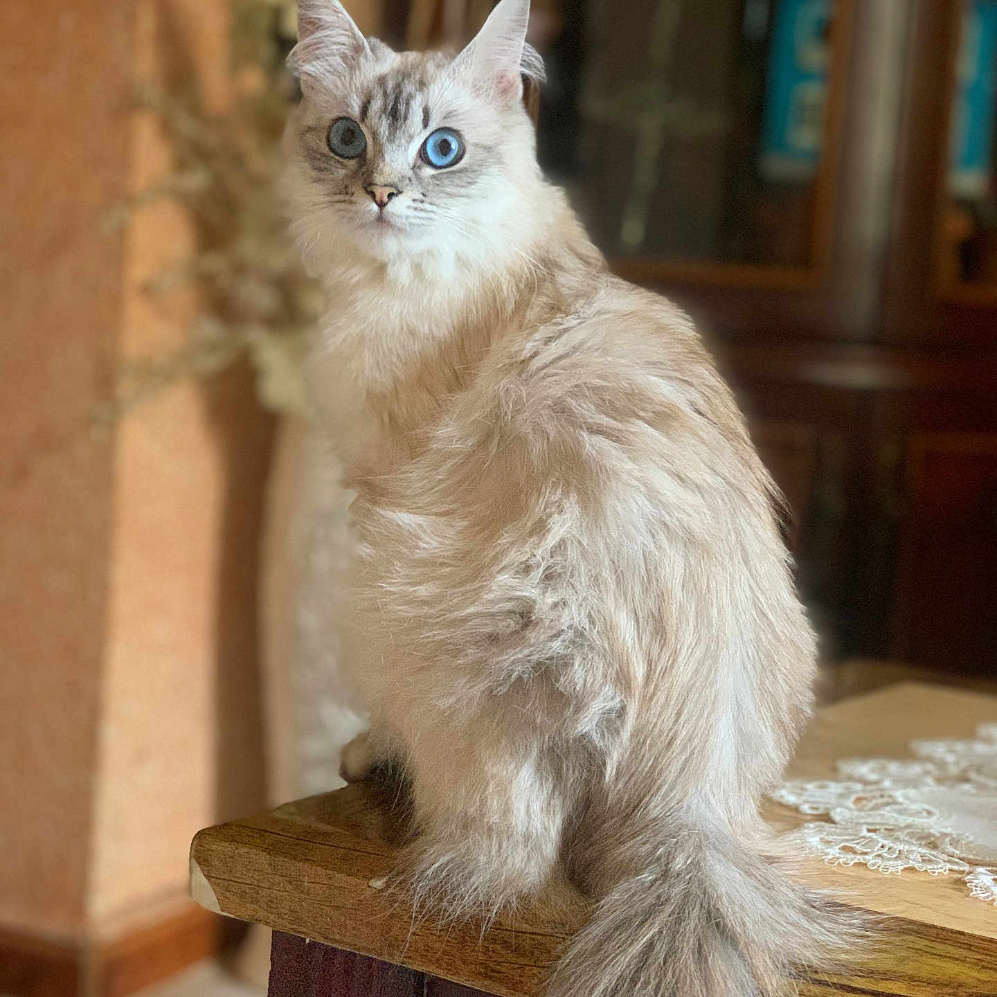 Sibelle participe au concours pour gagner de l'argent avec cette photo : cat, blue_eyes, fluffy, sitting, wooden_table, fur, indoor, domestic, pet, curious, portrait, feline, long_tail, closeup, animal, cozy, home, decor, natural_light, soft_focus