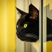 Finn joined the competition — help win amazing prizes! cat, black_cat, white_whiskers, green_eyes, reflection, window, glass, profile, close_up, pet, animal, indoor, yellow_background, fur, whiskers, curious, looking_out, portrait, side_view, domestic_cat