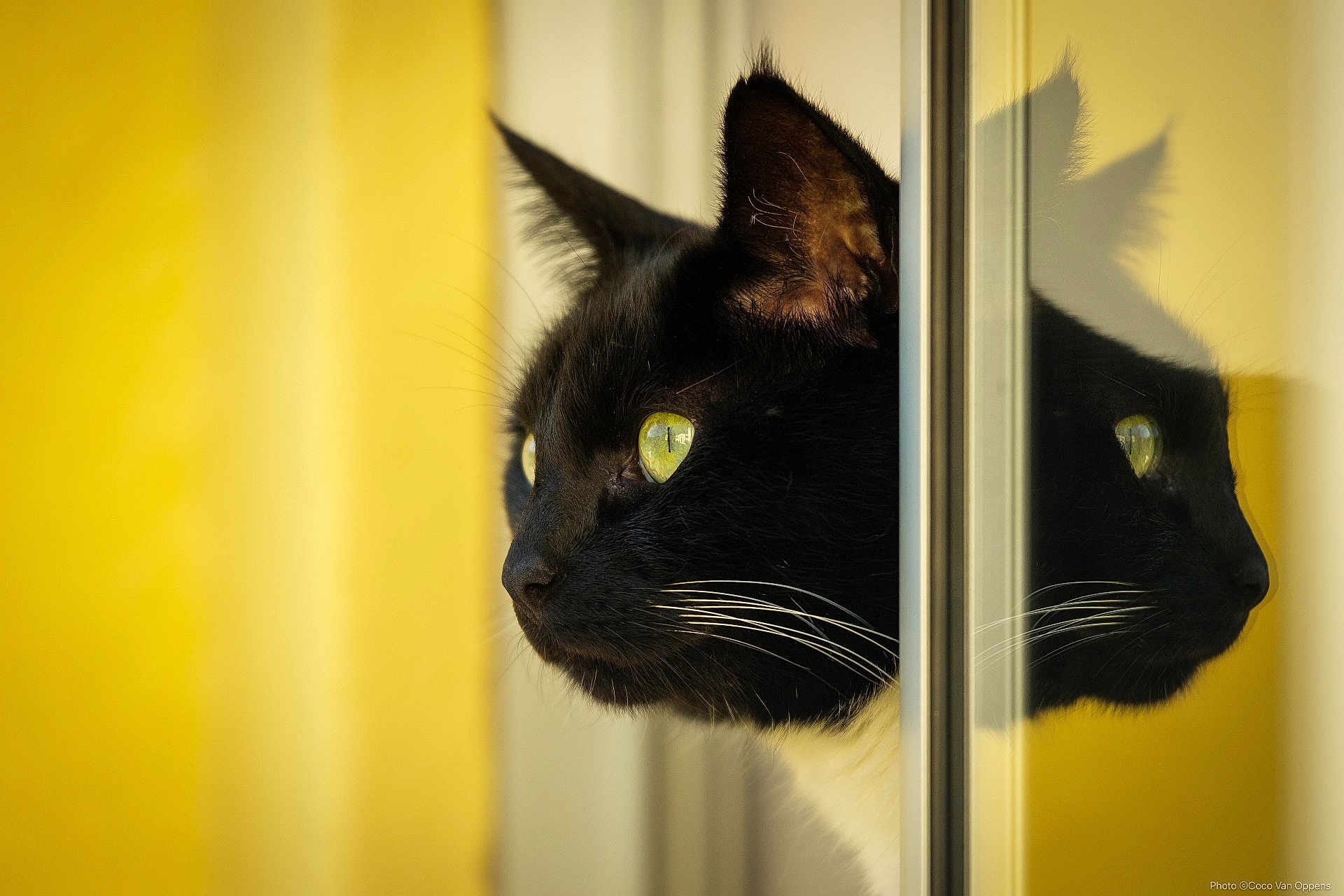 Finn joined the competition — help win amazing prizes! cat, black_cat, white_whiskers, green_eyes, reflection, window, glass, profile, close_up, pet, animal, indoor, yellow_background, fur, whiskers, curious, looking_out, portrait, side_view, domestic_cat